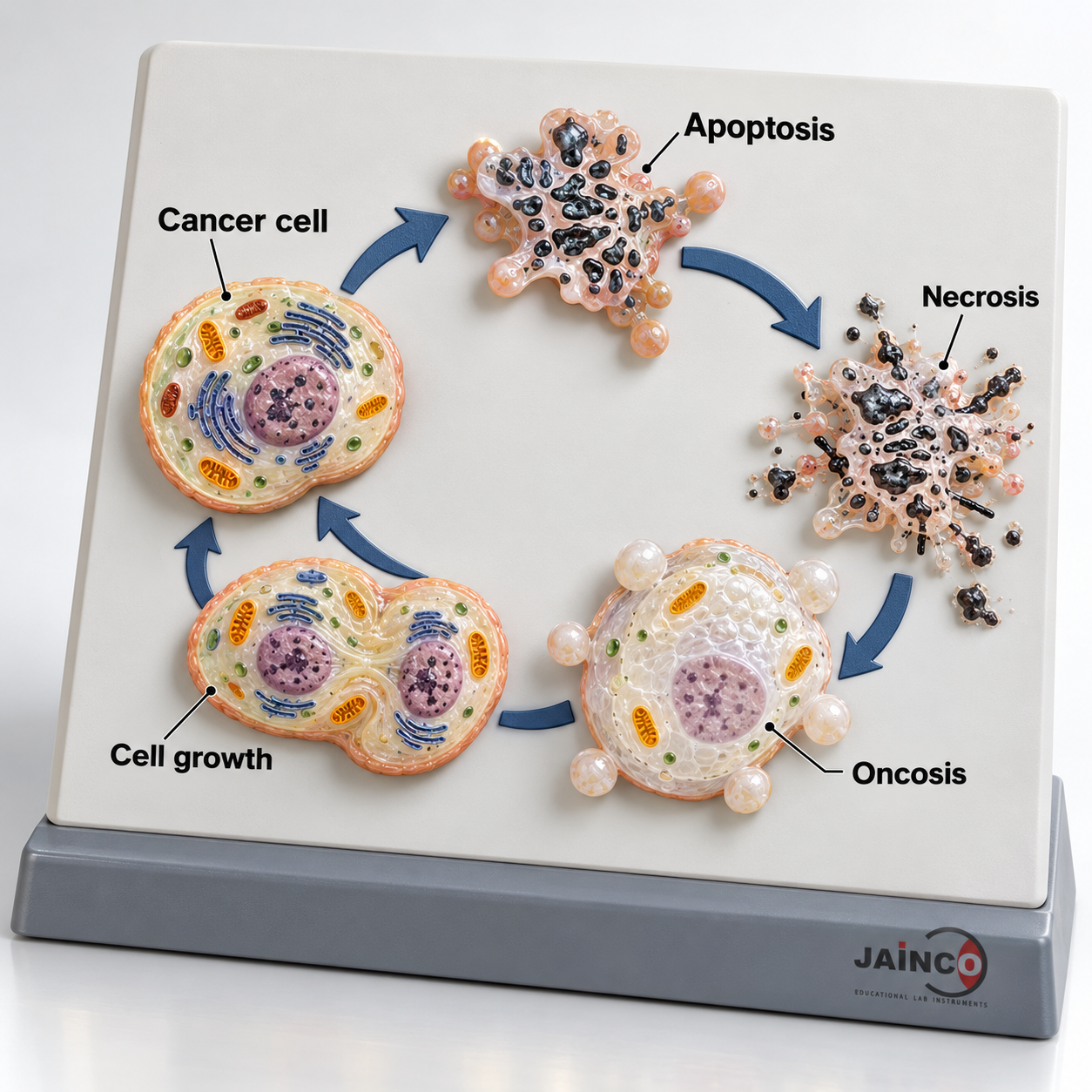 Biochemical Characteristics of Cancer Model